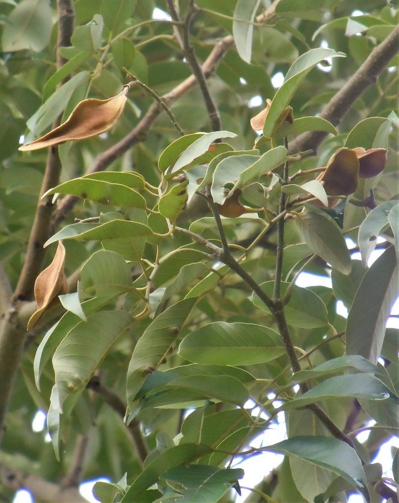 Lonchocarpus pluvialis, photographed by Alfredo F. Fuentes Claros