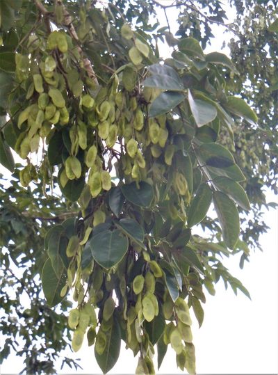 Platymiscium pinnatum, photographed by Alfredo F. Fuentes Claros