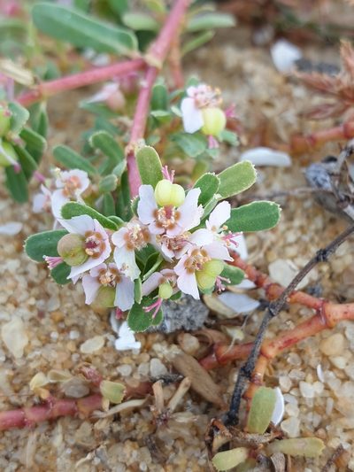 Euphorbia rosea, photographed by Aravinth