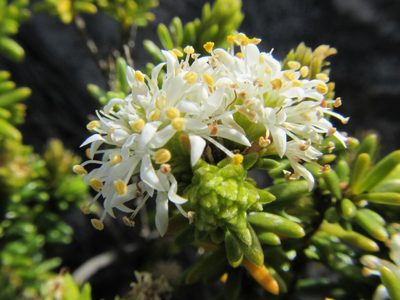 Stilbe rupestris, photographed by douglaseustonbrown