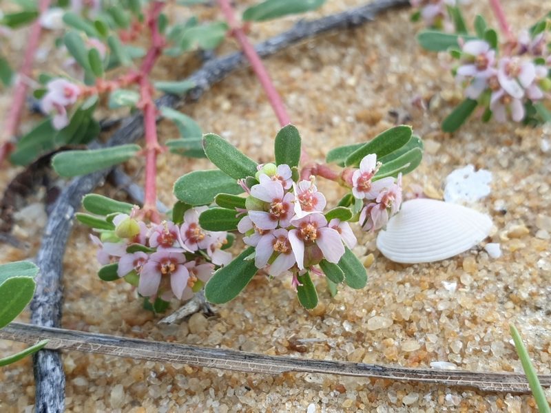 Euphorbia rosea, photographed by Aravinth