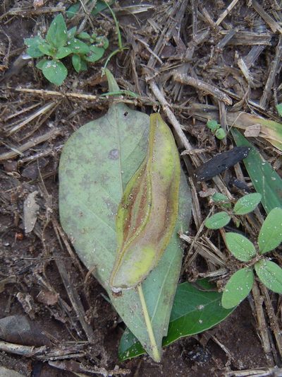Lonchocarpus pluvialis, photographed by Alfredo F. Fuentes Claros