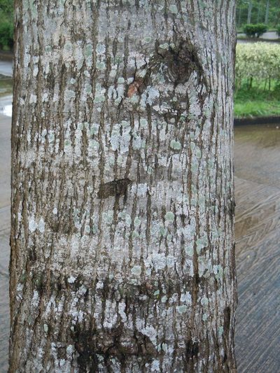 Lonchocarpus pluvialis, photographed by Alfredo F. Fuentes Claros
