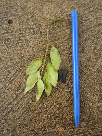 Platymiscium pinnatum, photographed by Alfredo F. Fuentes Claros