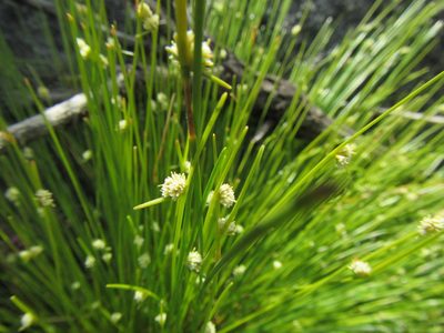 Ficinia minutiflora, photographed by douglaseustonbrown