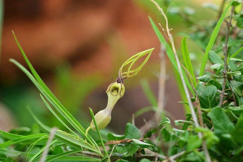 Ceropegia spiralis, photographed by S.MORE