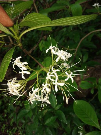 Pavetta indica, photographed by S.MORE