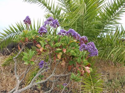 Limonium imbricatum, photographed by Ina Siebert