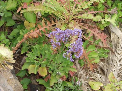 Limonium imbricatum, photographed by Ina Siebert