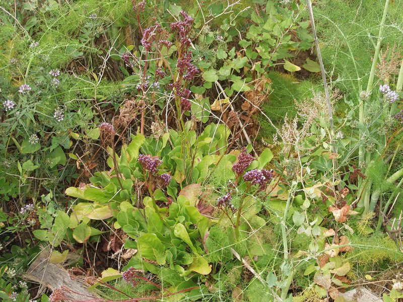 Limonium imbricatum, photographed by Ina Siebert