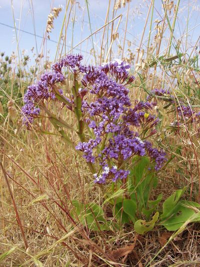 Limonium imbricatum, photographed by Ina Siebert