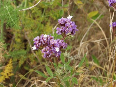 Limonium imbricatum, photographed by Ina Siebert