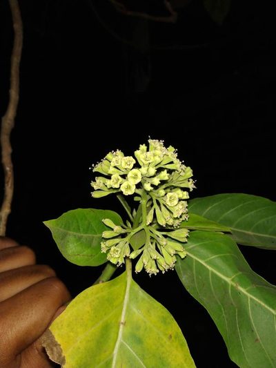 Pisonia grandis, photographed by S.MORE