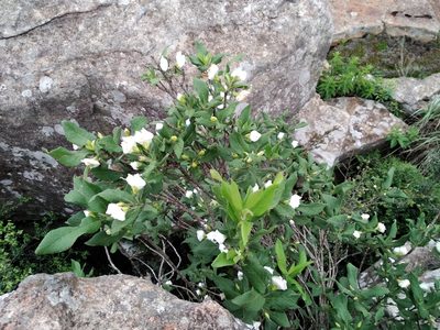 Bowkeria verticillata, photographed by De Waal Hugo