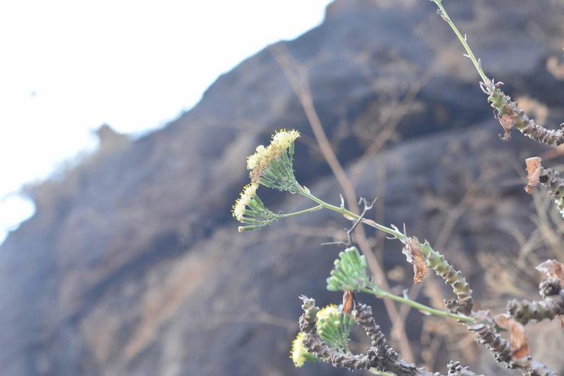 Kleinia grandiflora, photographed by S.MORE
