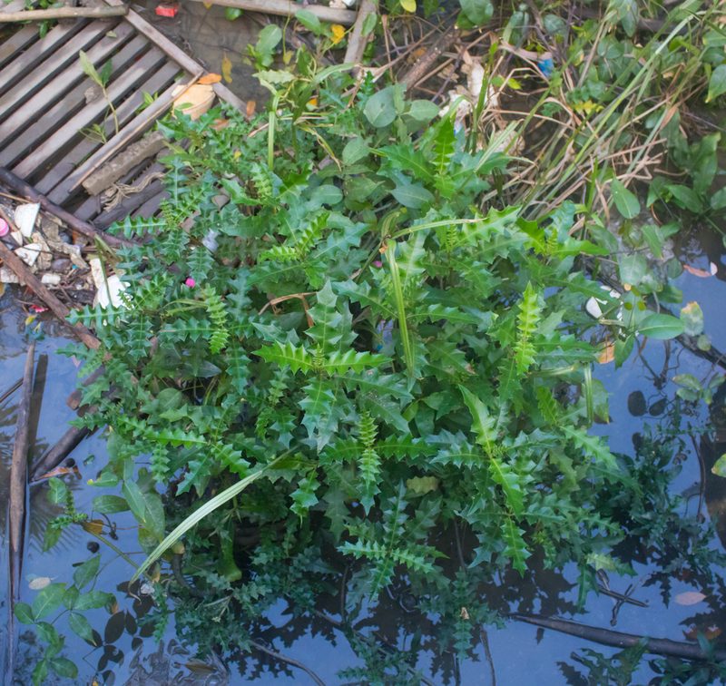 Acanthus ebracteatus, photographed by portioid