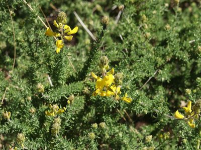 Adenocarpus foliolosus, photographed by Ina Siebert