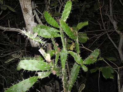 Opuntia inaperta, photographed by Juan Cruzado Cortés