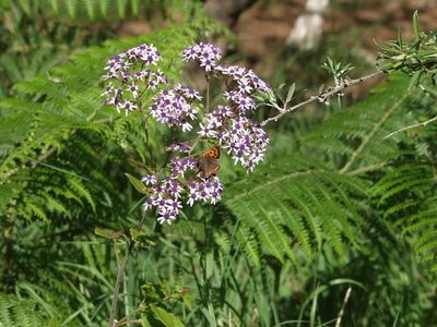 Pericallis papyracea, photographed by Ina Siebert
