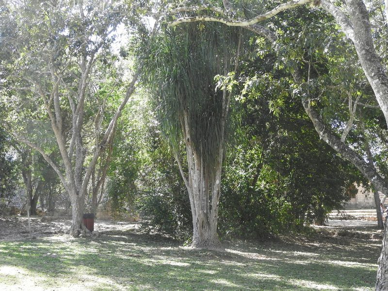 Beaucarnea pliabilis, photographed by Juan Cruzado Cortés