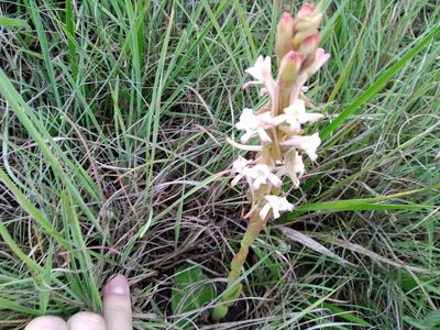 Satyrium longicauda, photographed by De Waal Hugo