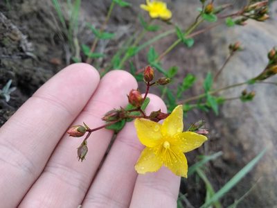 Hypericum aethiopicum, photographed by De Waal Hugo