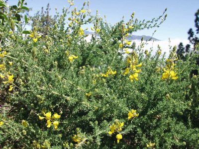 Adenocarpus foliolosus, photographed by Ina Siebert