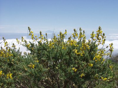 Adenocarpus foliolosus, photographed by Ina Siebert