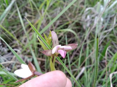 Eulophia hians, photographed by De Waal Hugo