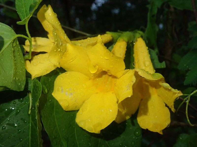 Dolichandra quadrivalvis, photographed by Nolan Exe