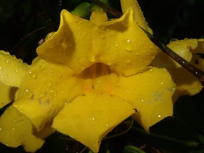Dolichandra quadrivalvis, photographed by Nolan Exe