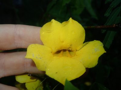 Dolichandra quadrivalvis, photographed by Nolan Exe