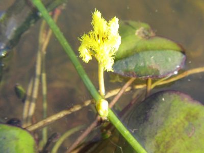 Nymphoides thunbergiana, photographed by douglaseustonbrown