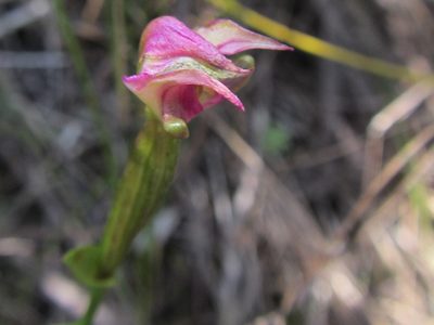 Disperis paludosa, photographed by douglaseustonbrown