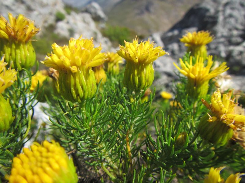 Pteronia camphorata, photographed by douglaseustonbrown
