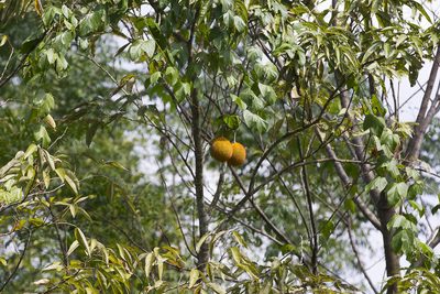 Momordica cochinchinensis, photographed by patrickc