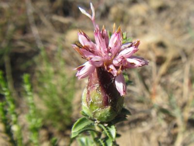 Pteronia hirsuta, photographed by douglaseustonbrown