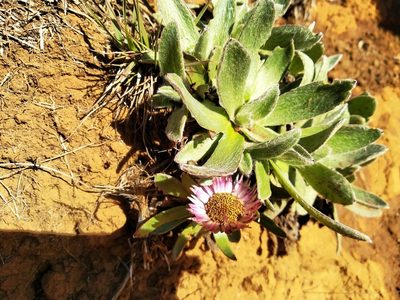 Helichrysum ecklonis, photographed by De Waal Hugo