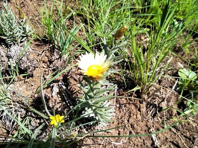 Helichrysum herbaceum, photographed by De Waal Hugo