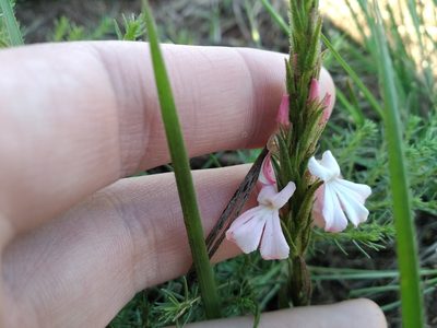 Striga elegans, photographed by De Waal Hugo