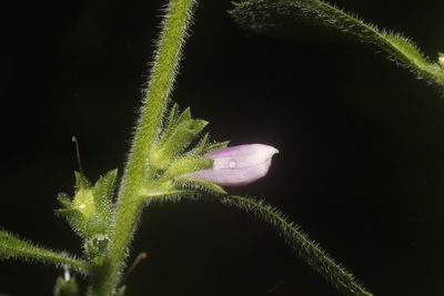 Capraria frutescens, photographed by Juan Cruzado Cortés