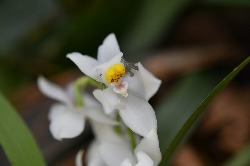 Cuitlauzina pulchella, photographed by Neptalí Ramírez Marcial