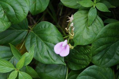 Canavalia cathartica, photographed by Henggang Cui