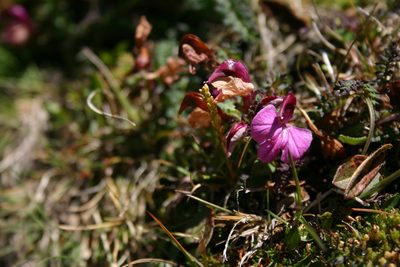Pedicularis kerneri, photographed by purperlibel