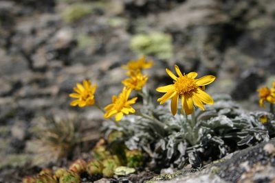 Jacobaea uniflora, photographed by purperlibel