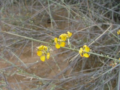 Tricomaria usillo, photographed by Guillermo Debandi