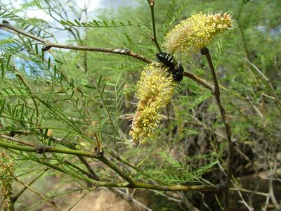 Neltuma flexuosa, photographed by Guillermo Debandi