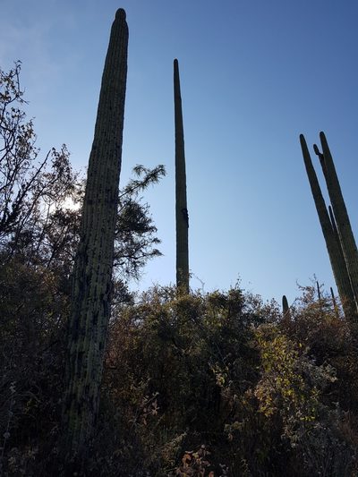 Cephalocereus mezcalaensis, photographed by Martín Sánchez Vilchis