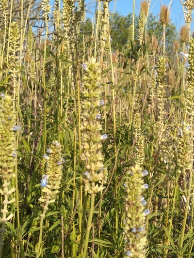 Salvia uliginosa, photographed by Leonel Roget