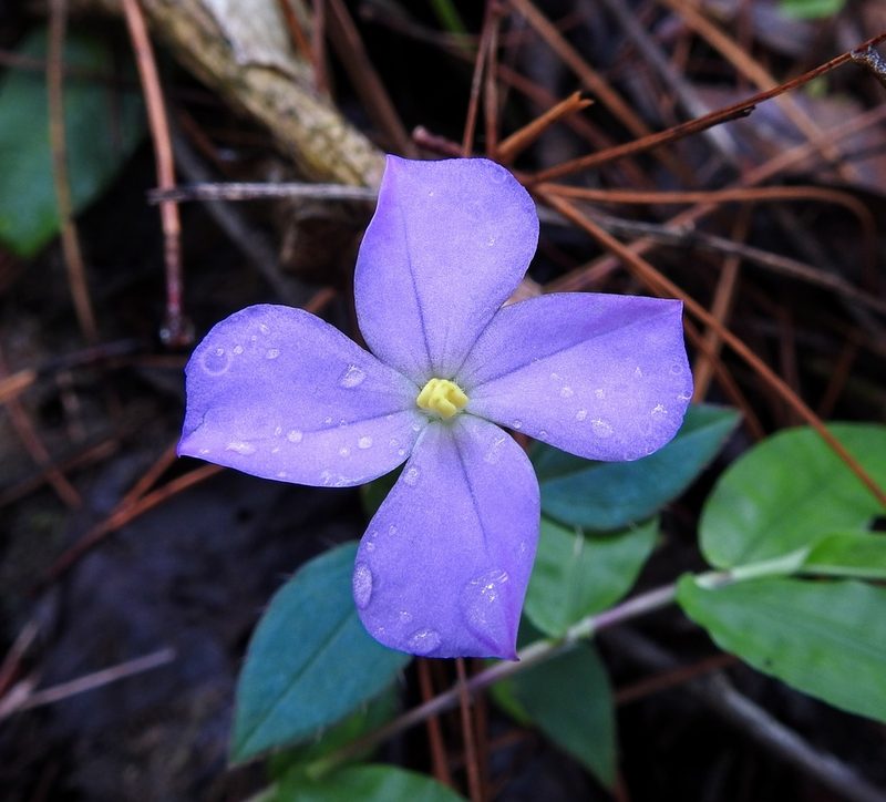 Arthrostemma parvifolium, photographed by Matteo Cassella